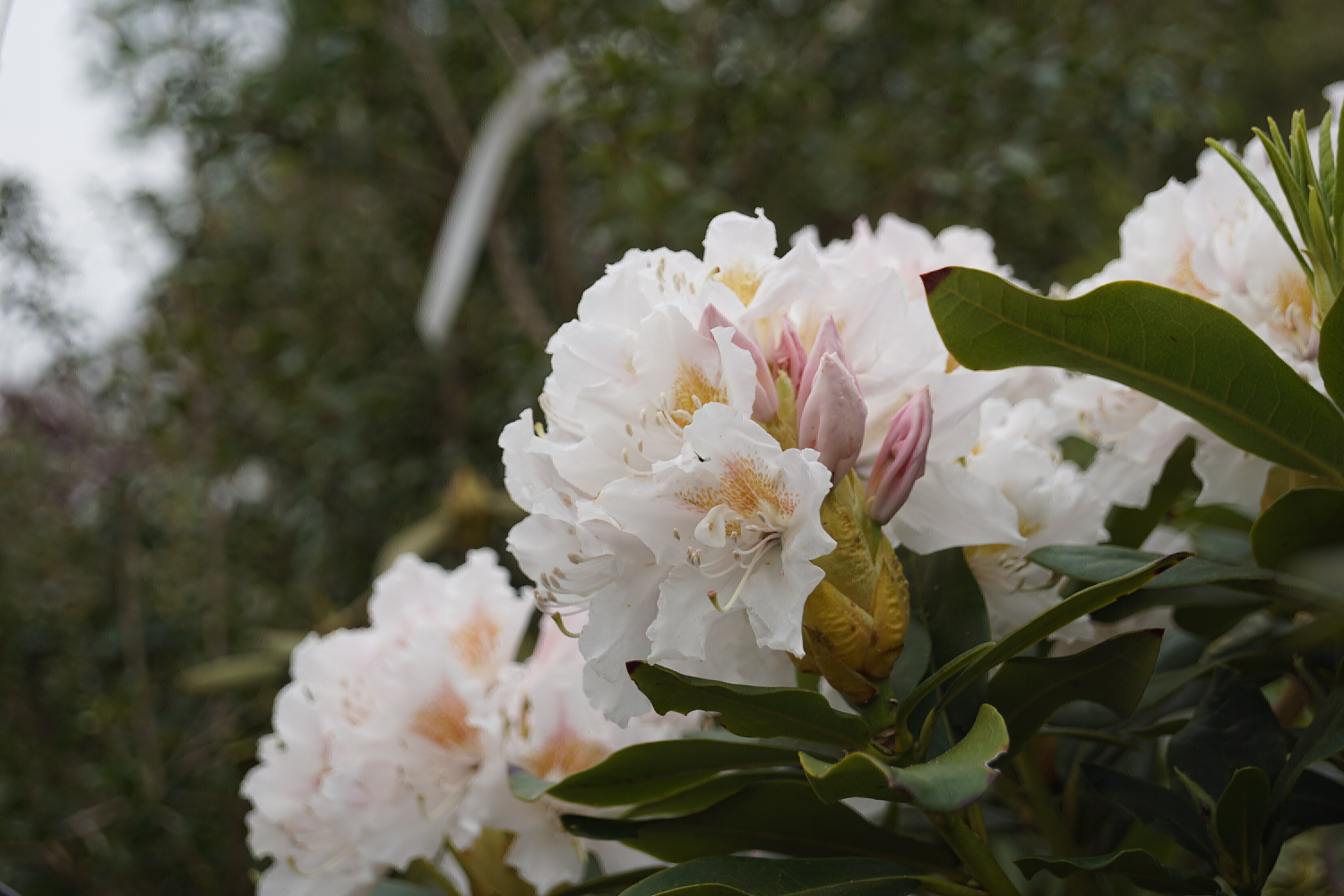 Rhododendron 'Cunningham's White' (10)